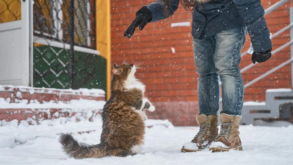 Domácí kočky venku? Jen krátce a s rozumem