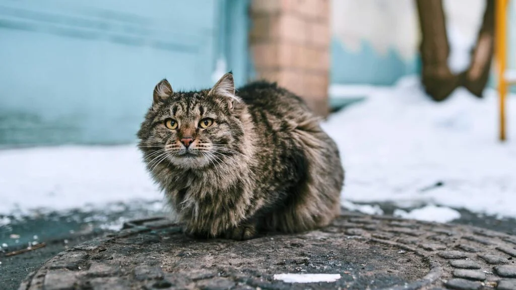 Jak poznat, že je kočce zima