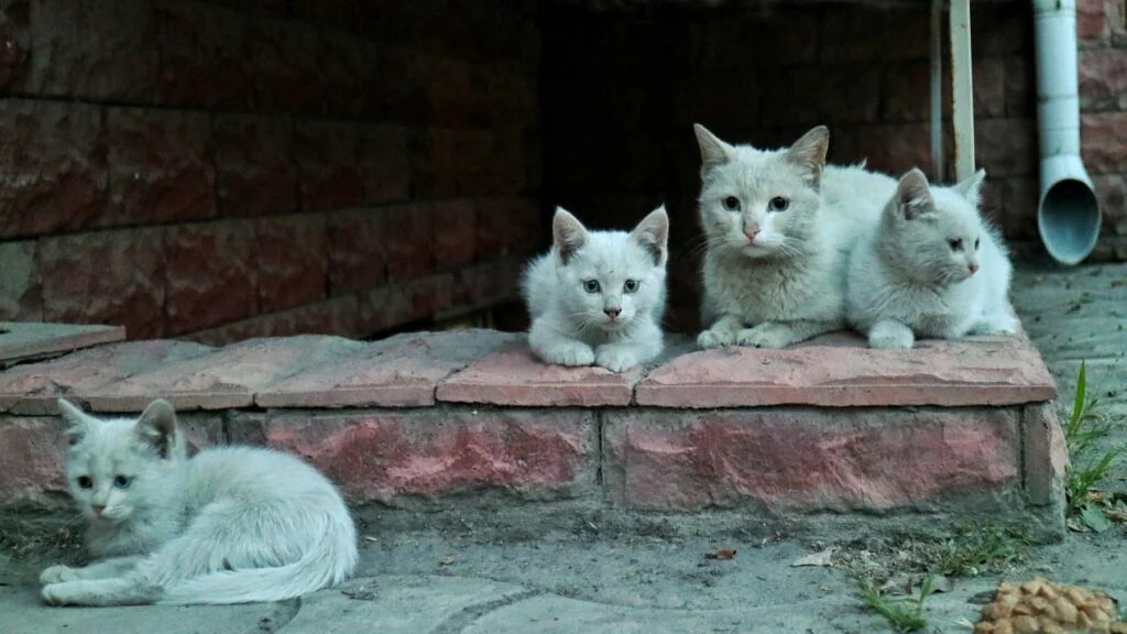 Divoké kočky: Tichý boj o přežití