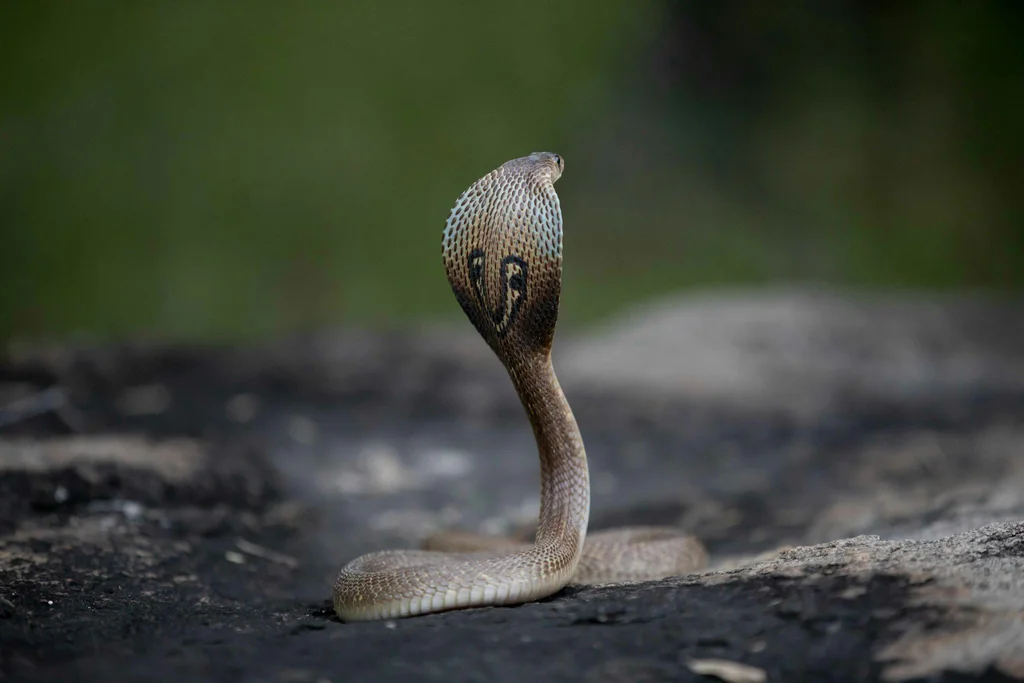 anil-sharma-F27znIDT1l0-unsplash