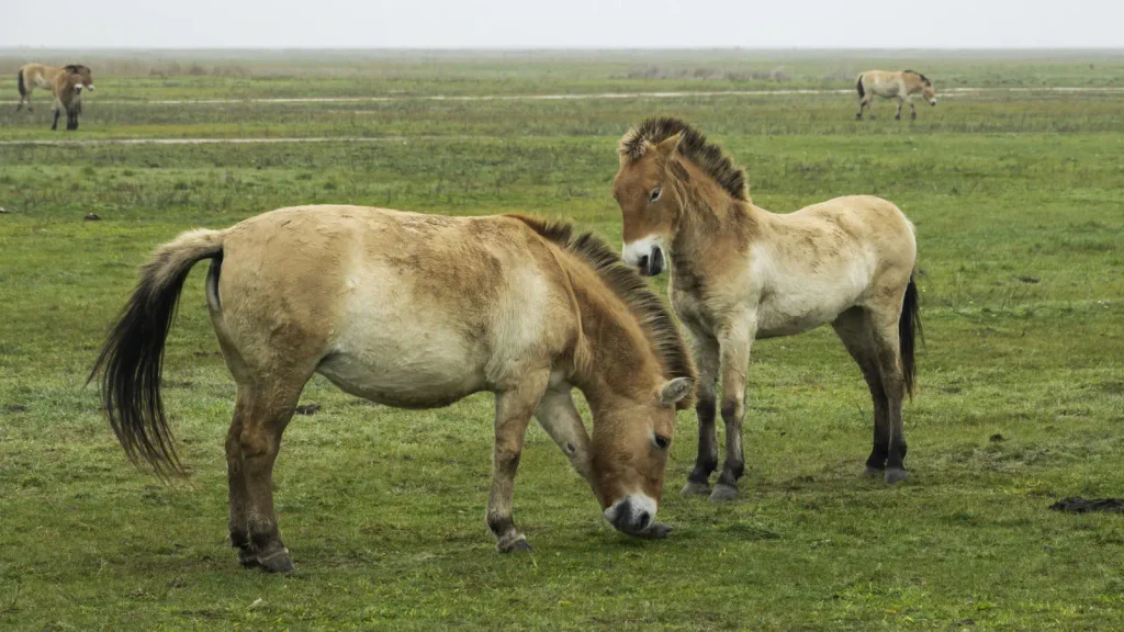 Dva koně Převalského, kteří se pasou na louce. V pozadí je pár dalších koní.