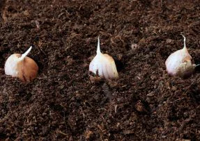 Česnek poroste jako šílený, stačí ho namočit v manganistanu