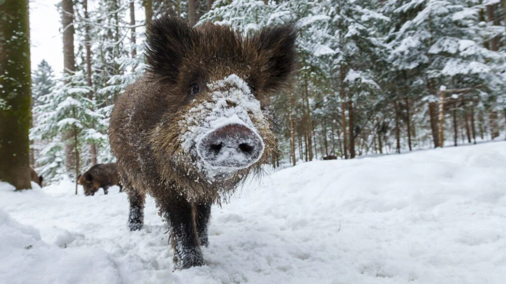 Zvířata nemají trávicí systém jako my