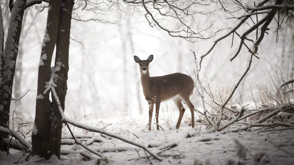 Strava od člověka vede ke změně chování