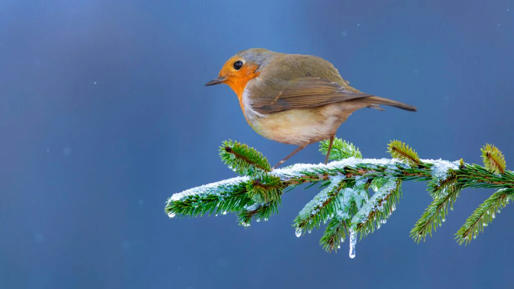Krmení zvyšuje konflikt mezi zvěří 
