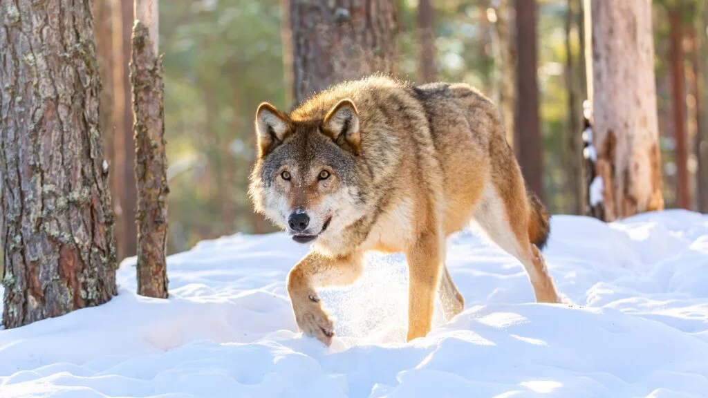 Nesprávné krmení zhorší kvalitu života zvěře