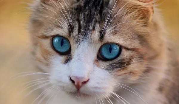 Slika Cat Sáčky se silikagelem nevyhazujte. V domácnosti a na zahradě se hodí na ...