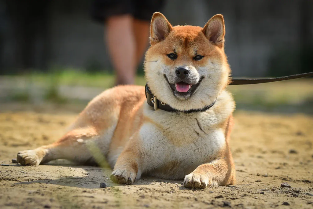 Akita inu 