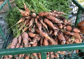 Sklizená mrkev k uskladnění