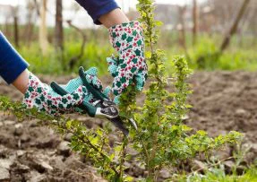 Prořezání angreštu v říjnu: Pár šikovných řezů a úroda v příštím roce bude dvojnásobná