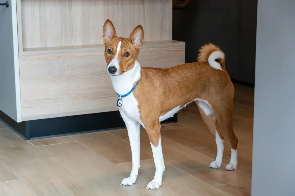 basenji
