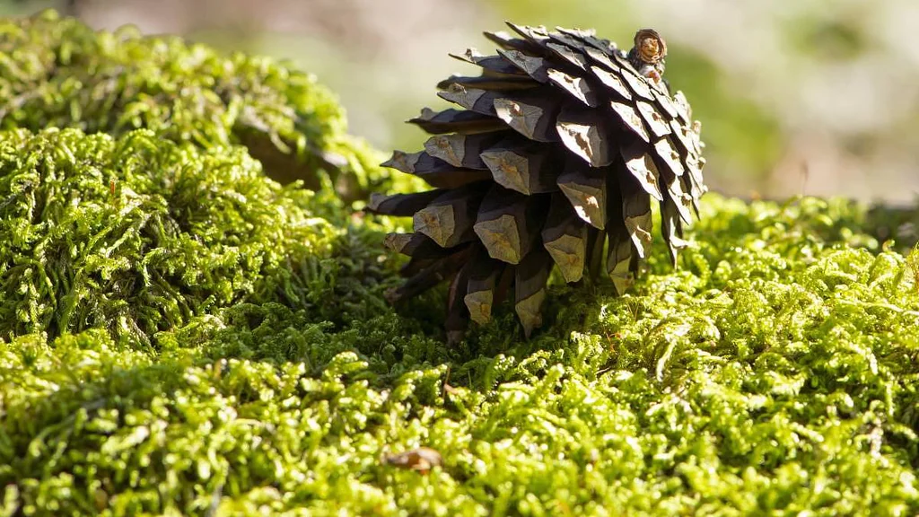 Pozor, i obyčejná procházka v podzimním lese by mohla pošimrat vaši peněženku
