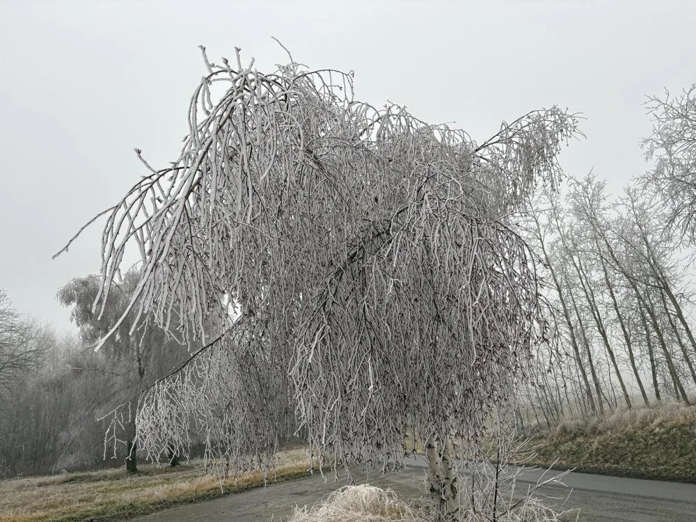 Námraza na Třebíčsku (zdroj: Daniel Zach/Český rozhlas)