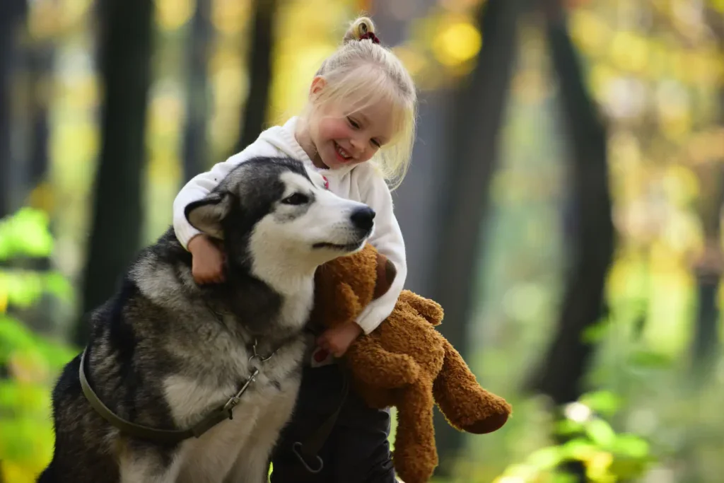 Husky může být dobrým přítelem, ale potřebuje se vyřádit. 