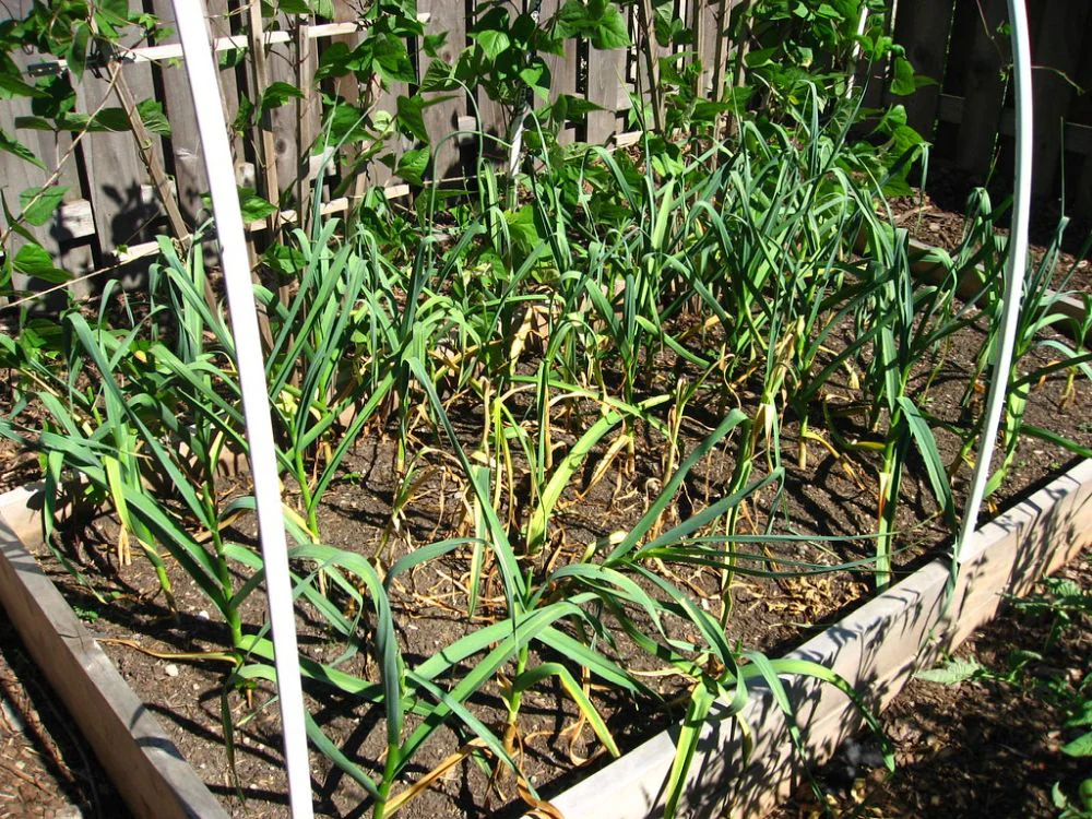 Palice česneku velké jako dětská pěst – pomůže vám močovina