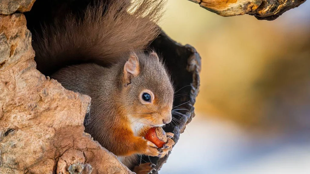 Jaká bude letos zima? Meteorologové vs. lidové pranostiky