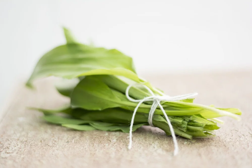 Svázané lístky medvědího česneku