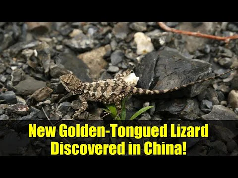 Video k článku ZDE