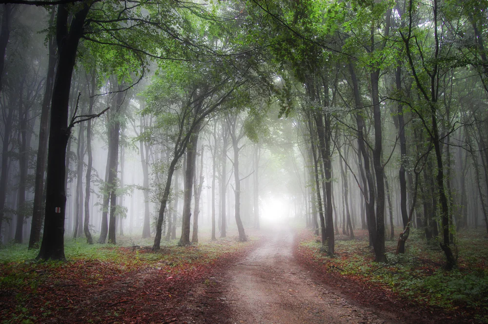 cesta v lese me zi stromy