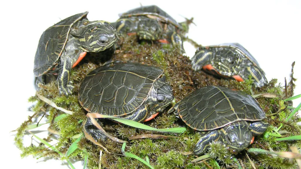 5. Mláďata želvy ozdobné
