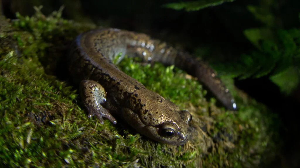 2. Pamlok sibiřský