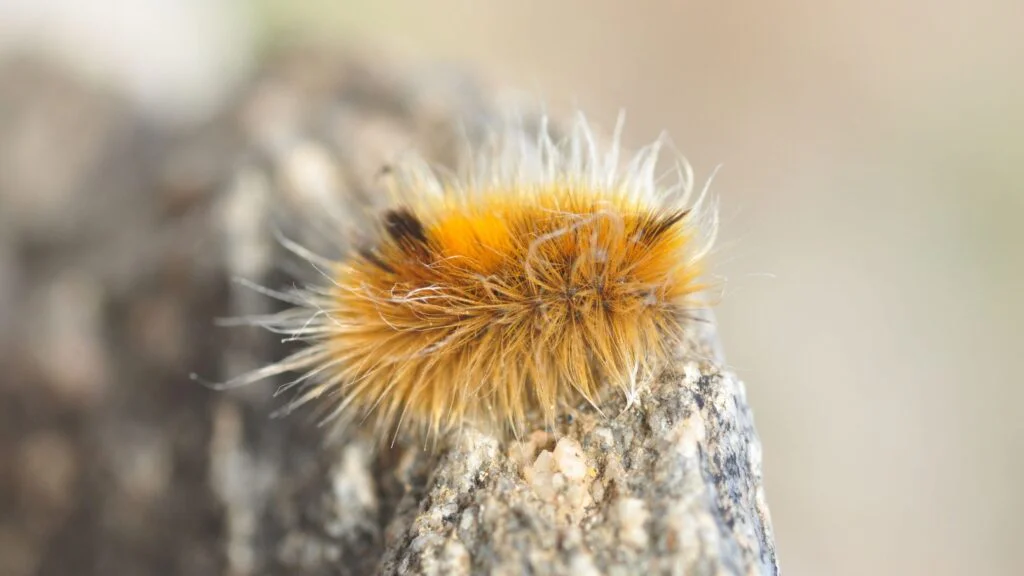 3. Larvy arktické můry