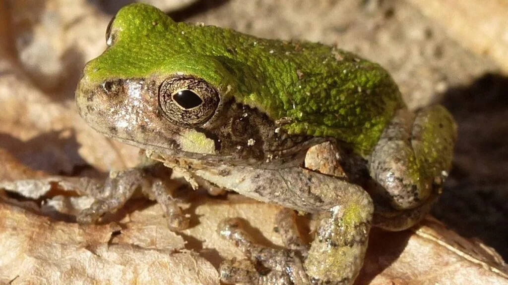 7. Rosnička měnivá