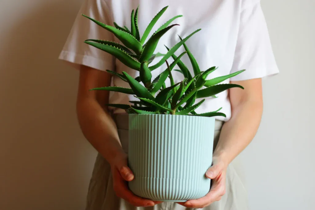 Skvělou volbou do ložnice je třeba aloe vera. 