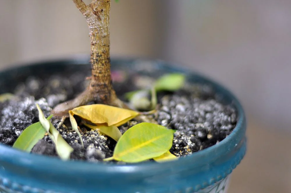 Jak pěstovat fikus benjamin