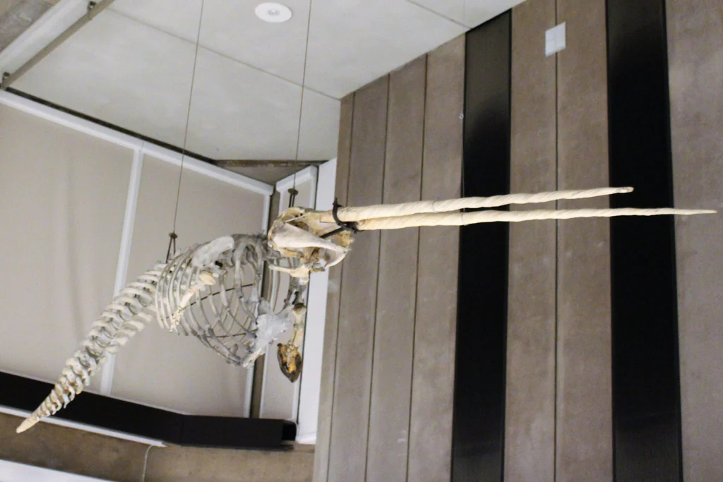 K čemu slouží narvalům roh? Unikátní 