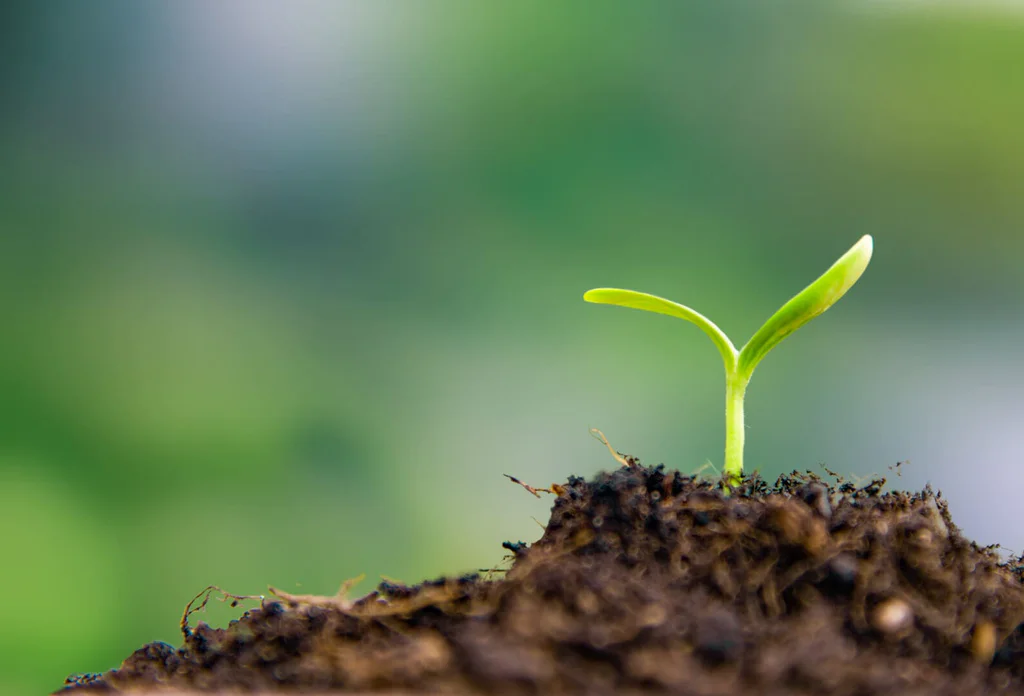 Čechům roste pod nosem surovina budoucnosti. Jen o tom netuší