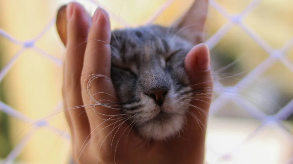 Hry pro probuzení přirozených instinktů