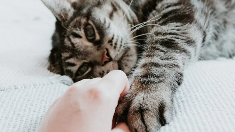 Poskytněte kočce bezpečný a přirozený prostor