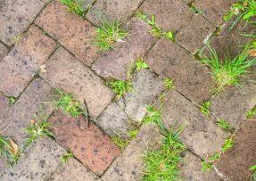 Ocet a sůl vás na dlouhou dobu zbaví plevele mezi dlaždicemi