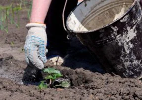 Velké okurky, rajčata i papriky: Chce to pohnojit kostní moučkou