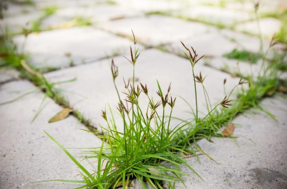 Jedlá soda na plevel