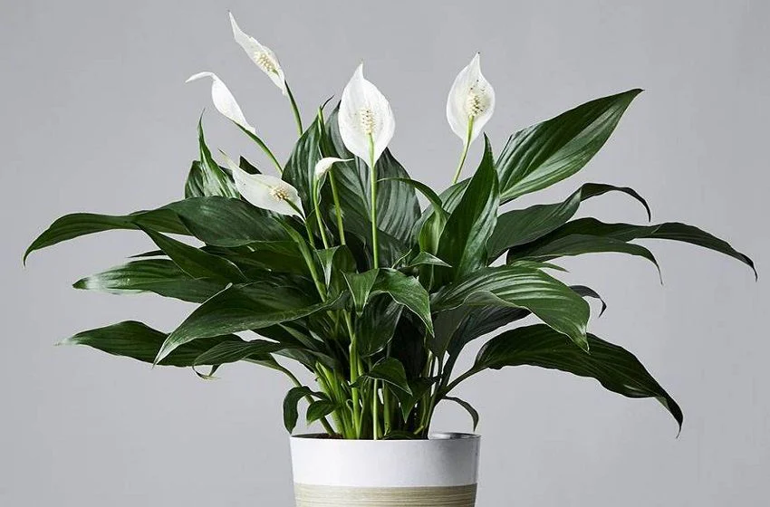 Jak odstranit plísně z domácnosti několika jednoduchými způsoby