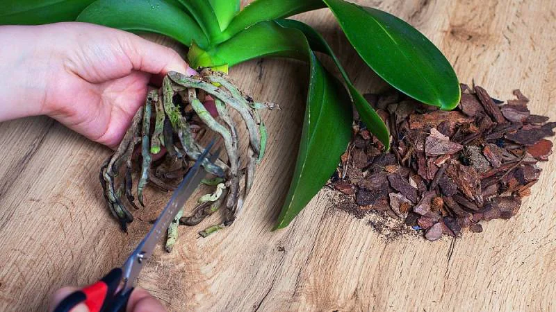 Orchidejové vzdušné kořeny: Můžete je zastřihovat, ale řiďte se pevně danými pravidly, abyste rostlině neublížili